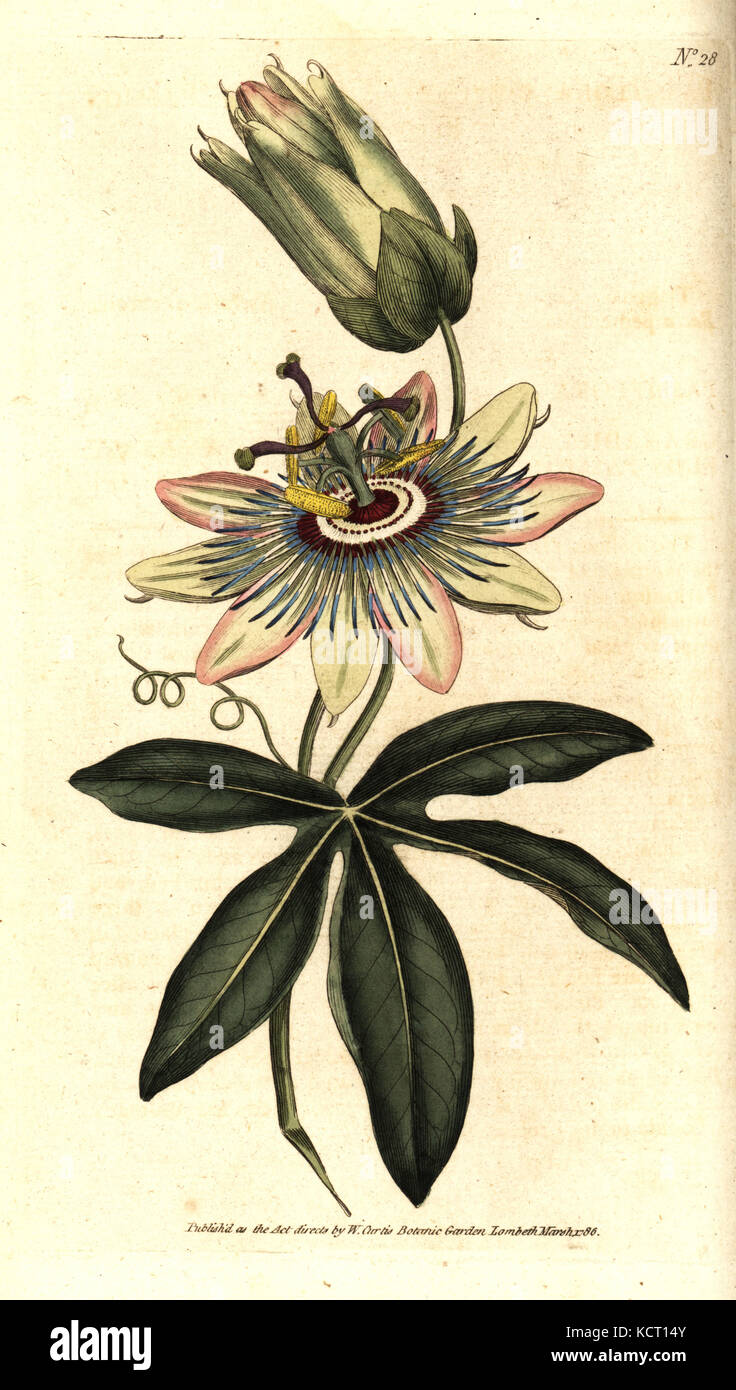 Gemeinsame Passionsblume, Passiflora caerulea. Handcolured Kupferstich nach einer botanischen Illustration von Sydenham Edwards von William Curtis' Die Botanical Magazine, Lambeth Marsh, London, 1786. Stockfoto