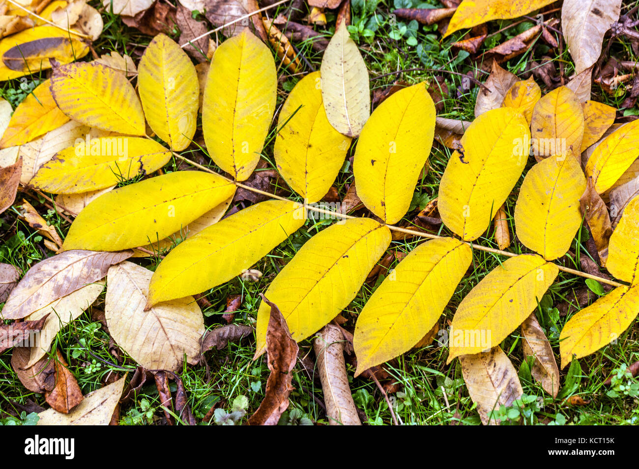 Juglans Cathayensis, chinesischer Nussbaum, gelbe herbstliche Blätter gefiederte Blätter auf dem Boden Stockfoto