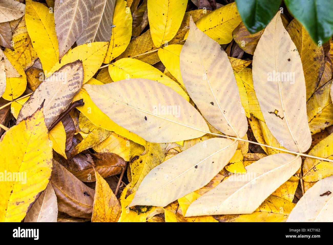 Juglans cathayensis, Chinesische Walnuss, gelben Blätter im Herbst gefallen Stockfoto