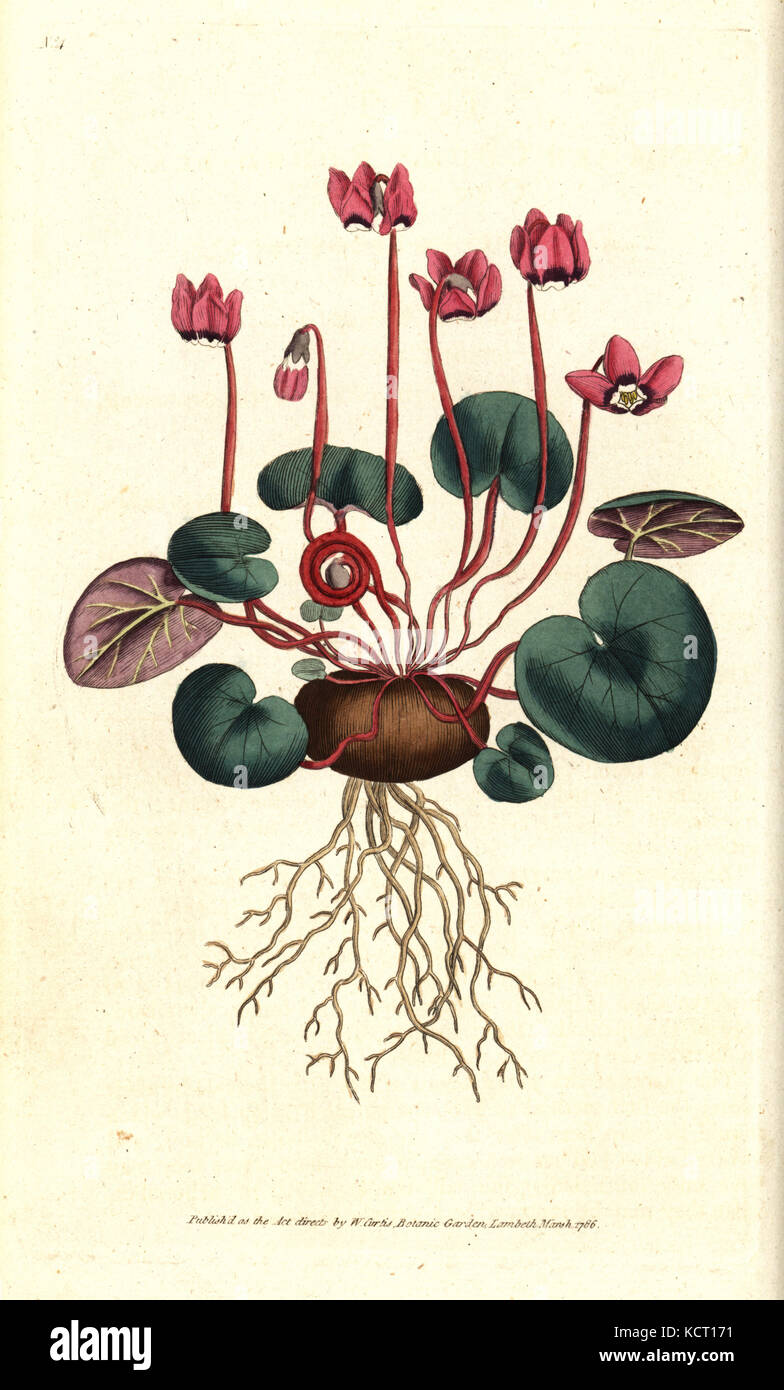 Runde-leaved Alpenveilchen, Cyclamen Coum. Handcolured Kupferstich nach einer botanischen Abbildung von James Sowerby von William Curtis' Die Botanical Magazine, Lambeth Marsh, London, 1786. Stockfoto