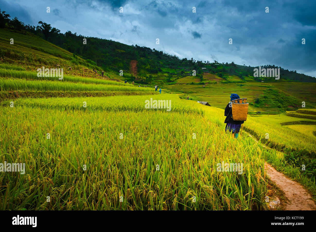 Sep 16, 2017 mu cang Chai, Vietnam - hinter der weiblichen Betriebsinhaber zu Fuß in Richtung auf die touristischen, der kam, Reisfeld zu sehen Stockfoto