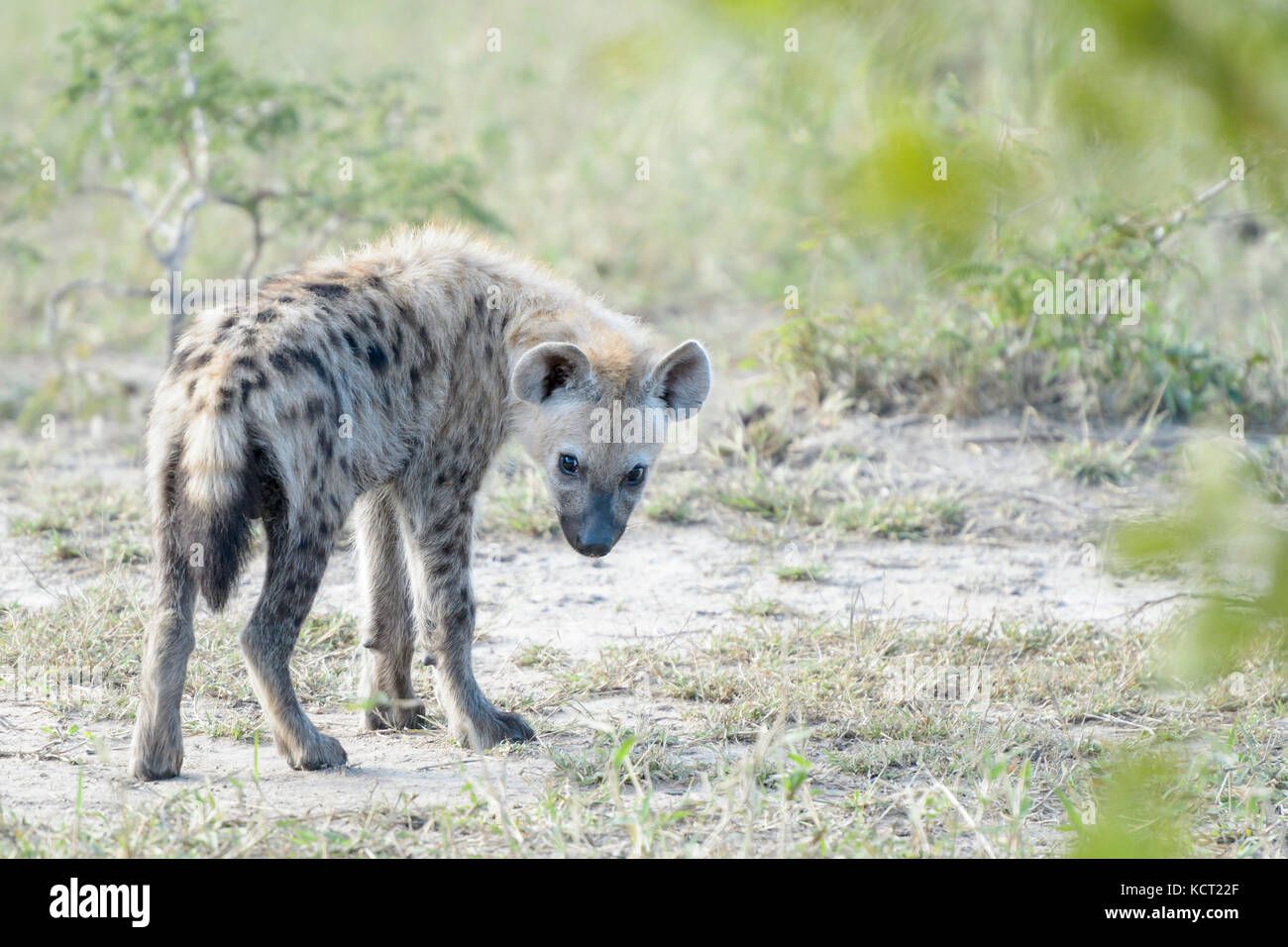 Tüpfelhyäne (Crocuta crocuta) Cub, stehend auf Savanne, Rückblick, Krüger Nationalpark, Südafrika, Stockfoto