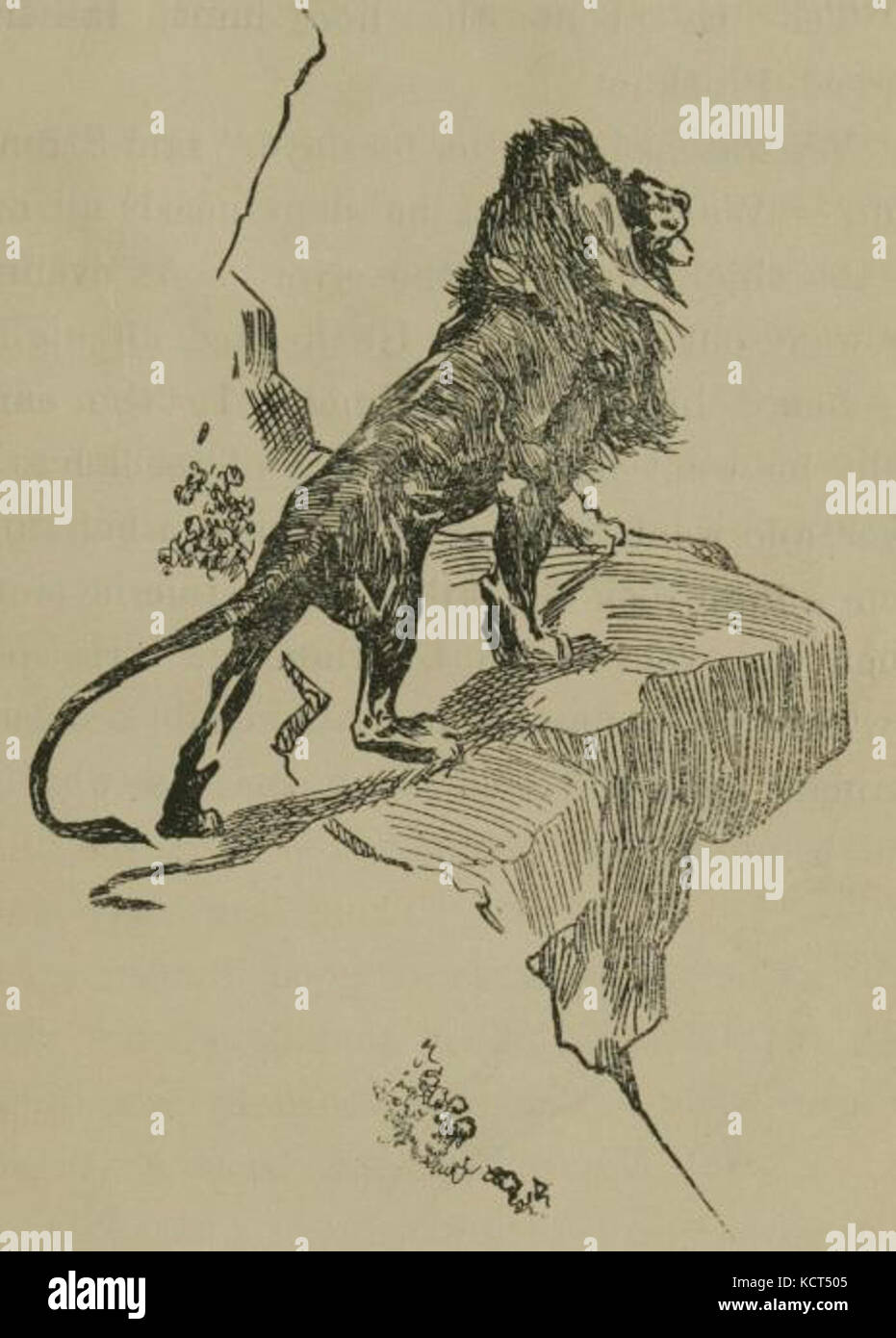 Caveman Lion 1. Stockfoto