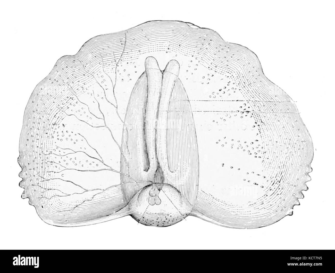 Gleba cordata ist eine Pilzart aus der Familie der Amaurodermataceae, bekannt für ihre charakteristischen Sporenbildung, die in bestimmten ökologischen Umgebungen vorkommt. Stockfoto