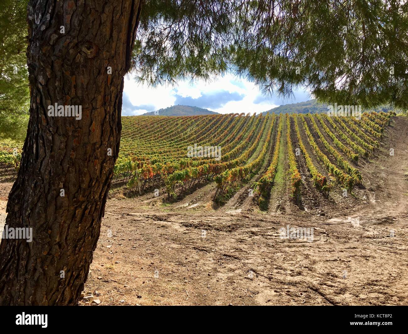 Weinbau, Sizilien Stockfoto
