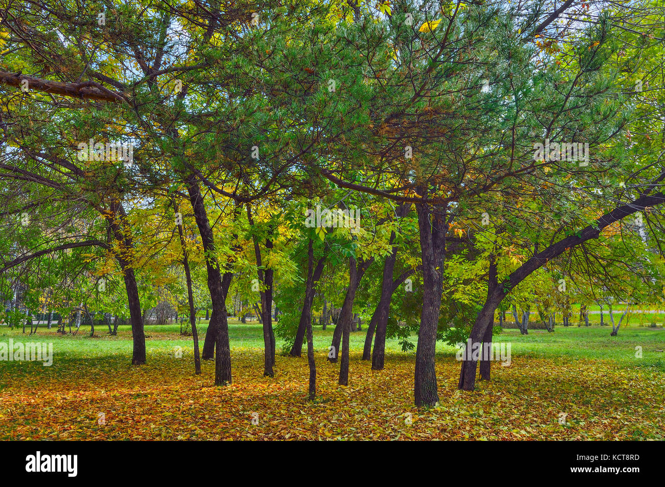 Bunte Palette der Herbst die Natur im Park - Herbst Landschaften im September Stockfoto