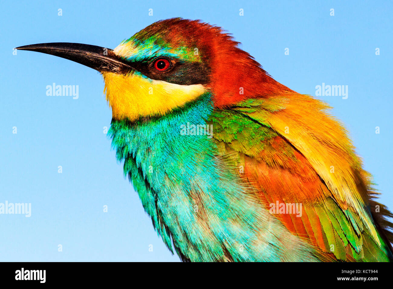 Märchen Vogel mit einem bunten Gefieder, Tierwelt, einzigartige Vögel Stockfoto