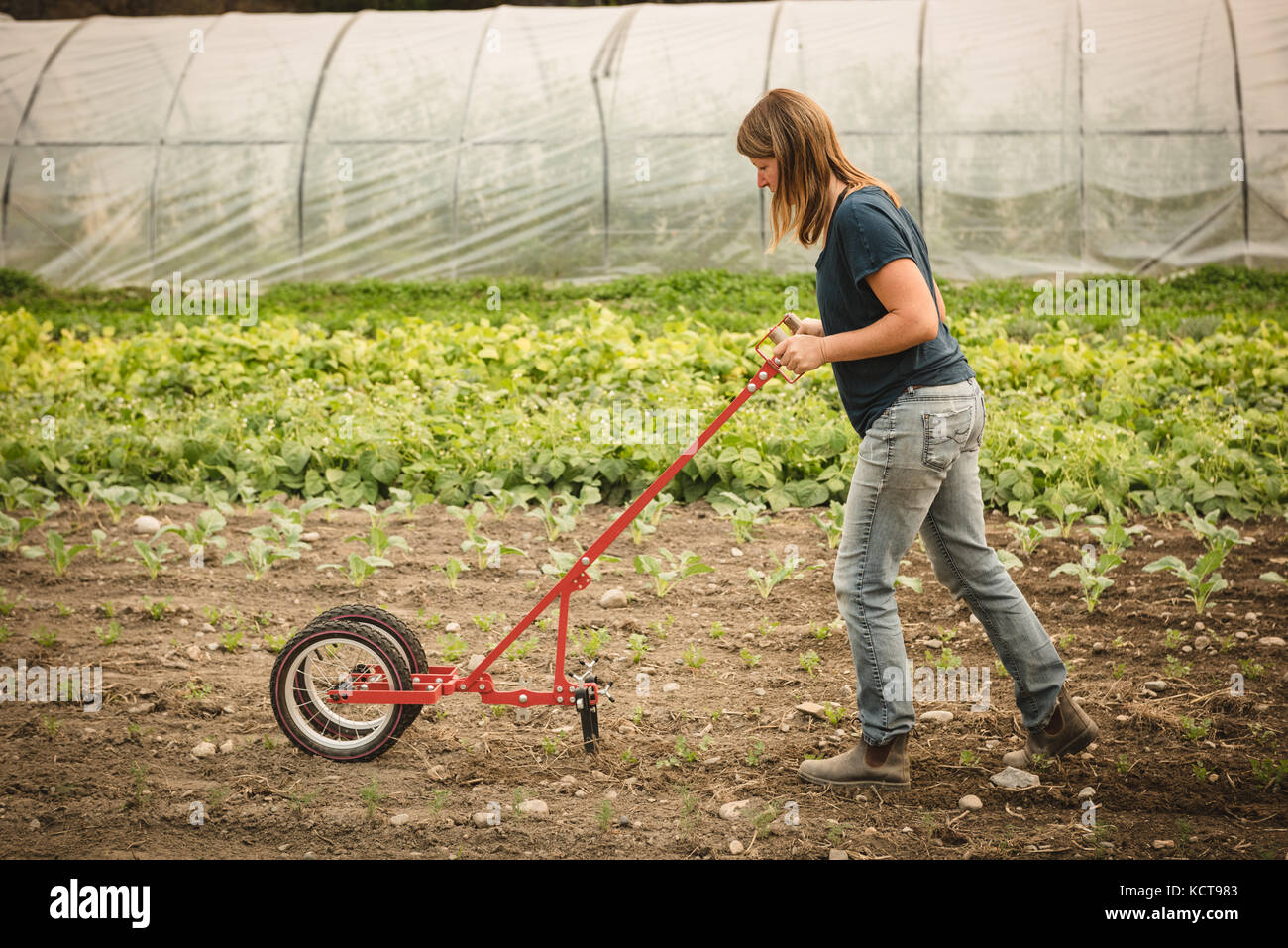 Frau Bauer über Power weedier im Feld in der Nähe von Green House Stockfoto
