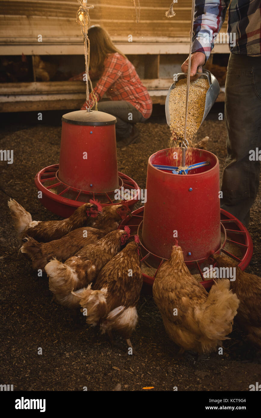 Bauer die Fütterung der Legehennen in Chicken House Stockfoto