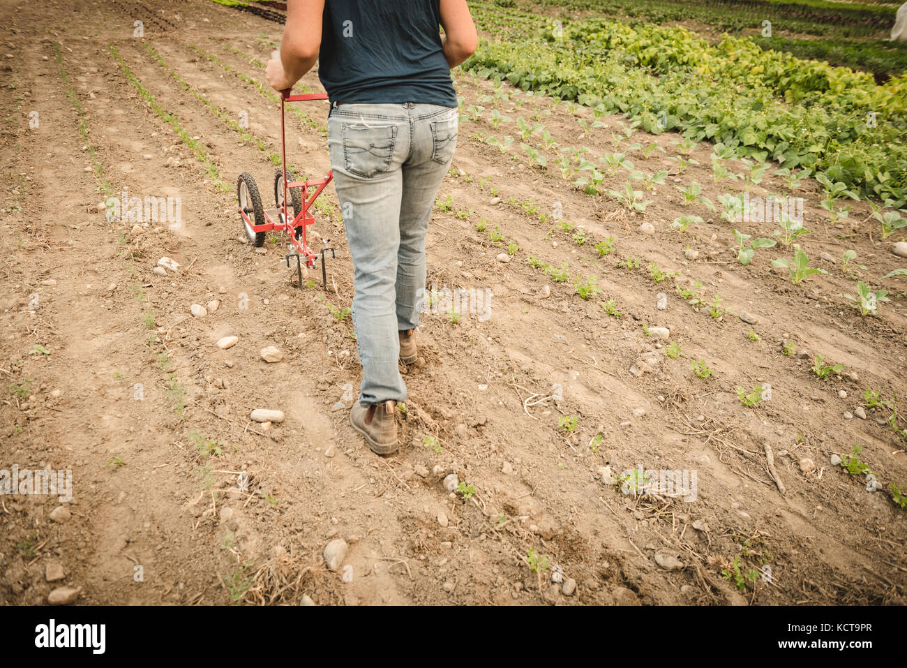 Frau Bauer über Power weedier im Feld in der Nähe von Green House Stockfoto