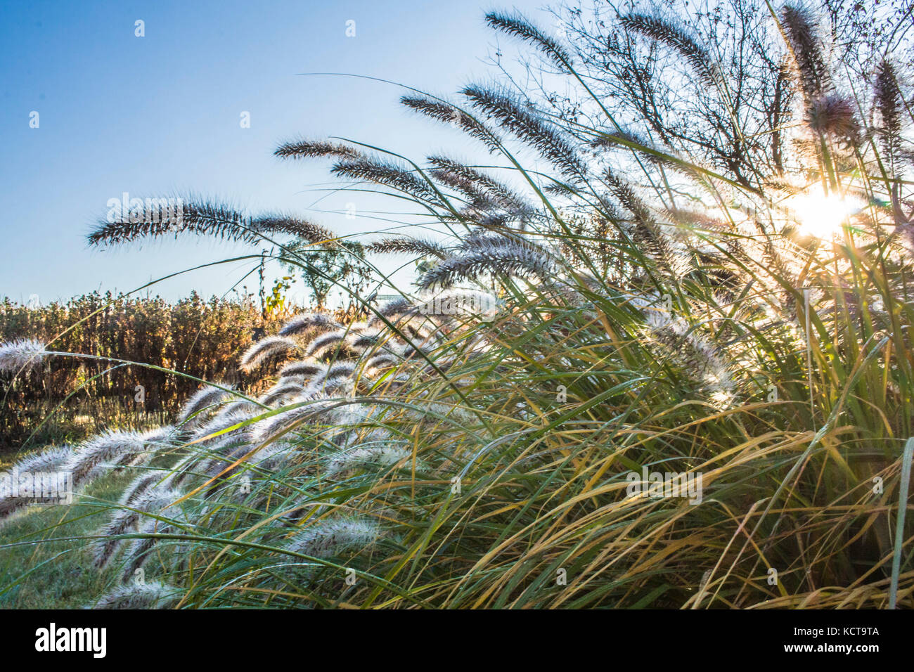 Am frühen Morgen Sonne Filter durch Brunnen Gras in einem Garten, der ein Starburst mit einem Maisfeld hinter sich. Stockfoto