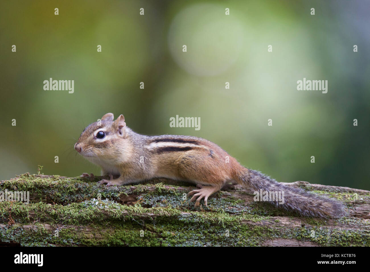 Ein wenig Eastern chipmunk tamias Stratus auf einem Bemoosten im Herbst auf der Suche nach Essen anmelden. Warnung Stockfoto
