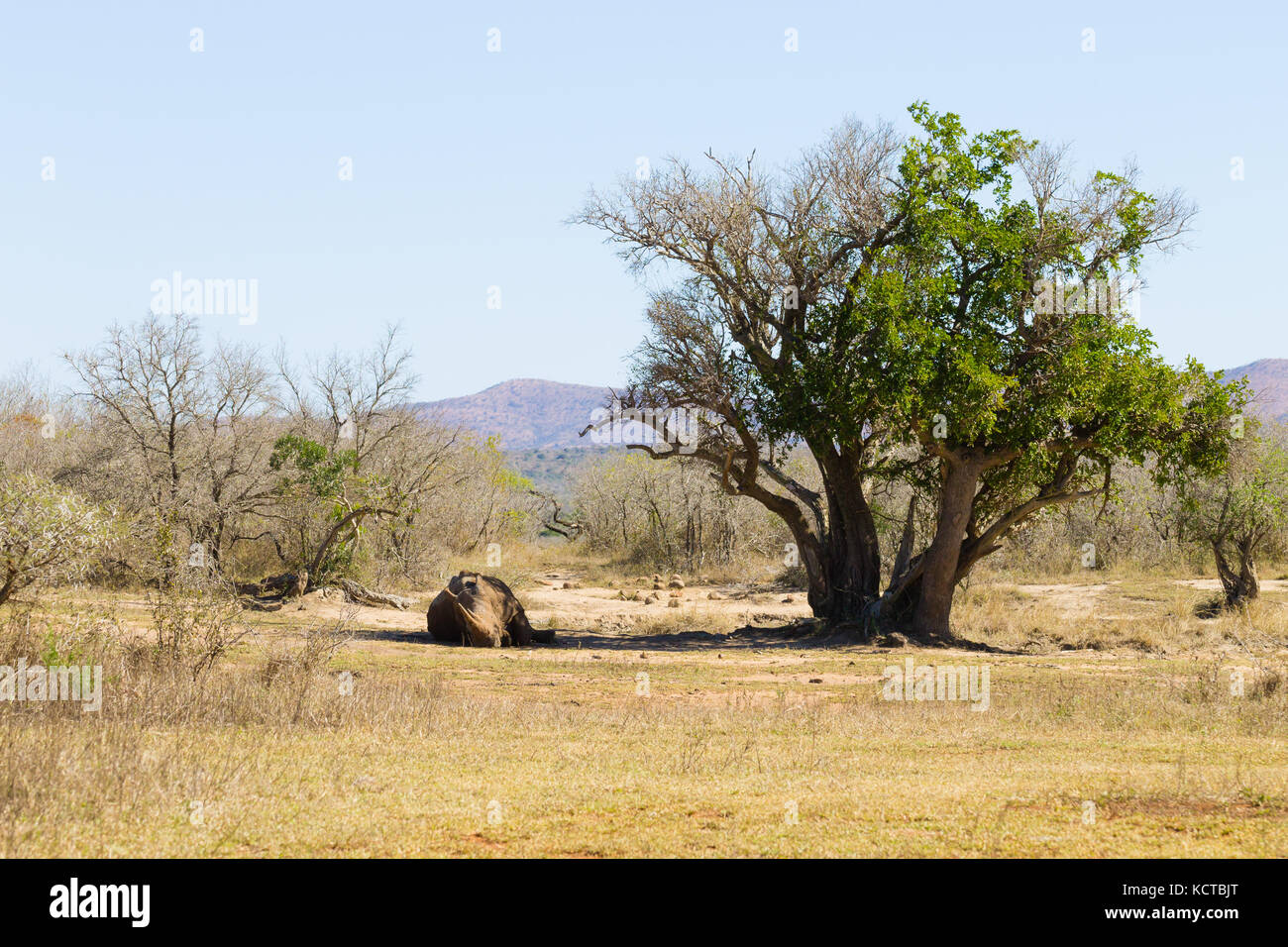 Weißes Nashorn schlafen unter einem Baum in Hluhluwe - imfolozi Park, Südafrika. afrikanische Tierwelt. rhinocerotidae) Stockfoto