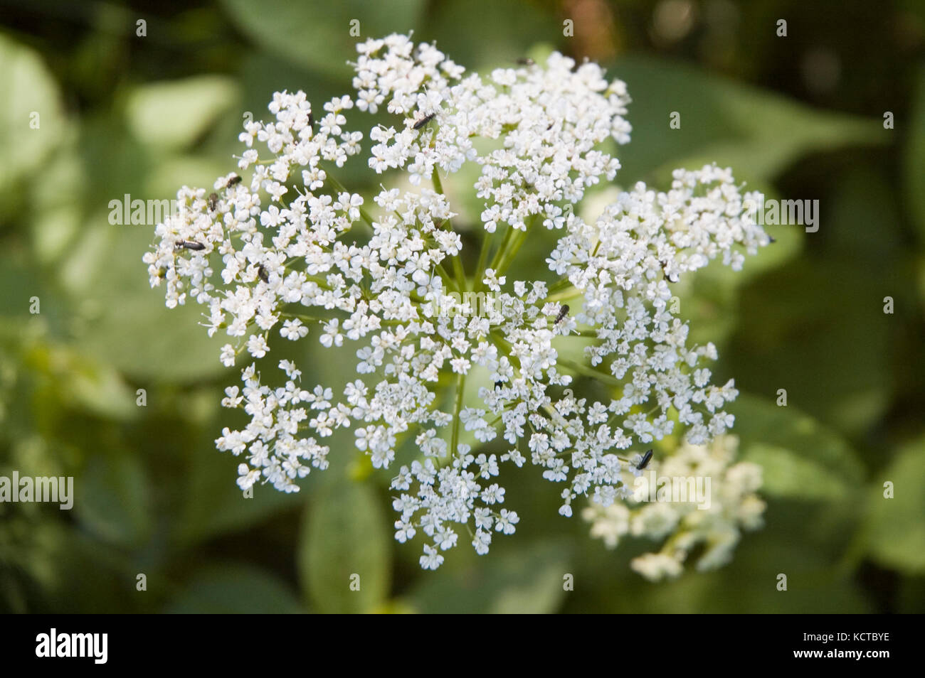 Weiße Blüte der Bischof Unkraut Stockfoto