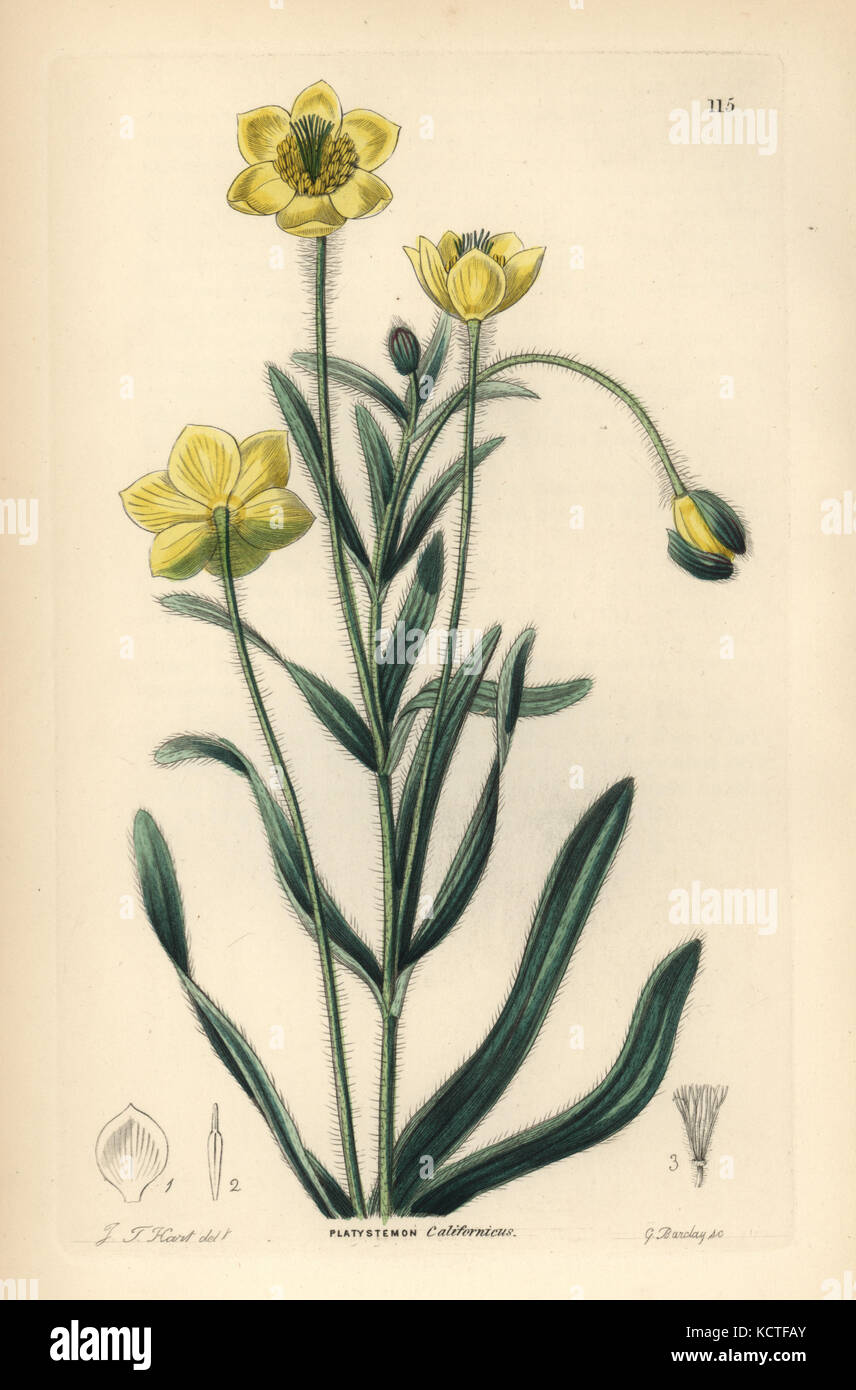 Creamcups oder Kalifornische platystemon, Platystemon Californicus. Papierkörbe Kupferstich von G. Barclay nach J. T. Hart von John Lindley und Robert's Sweet ornamentalen Blumen Garten und Gebüsch, G. Willis, London, 1854. Stockfoto