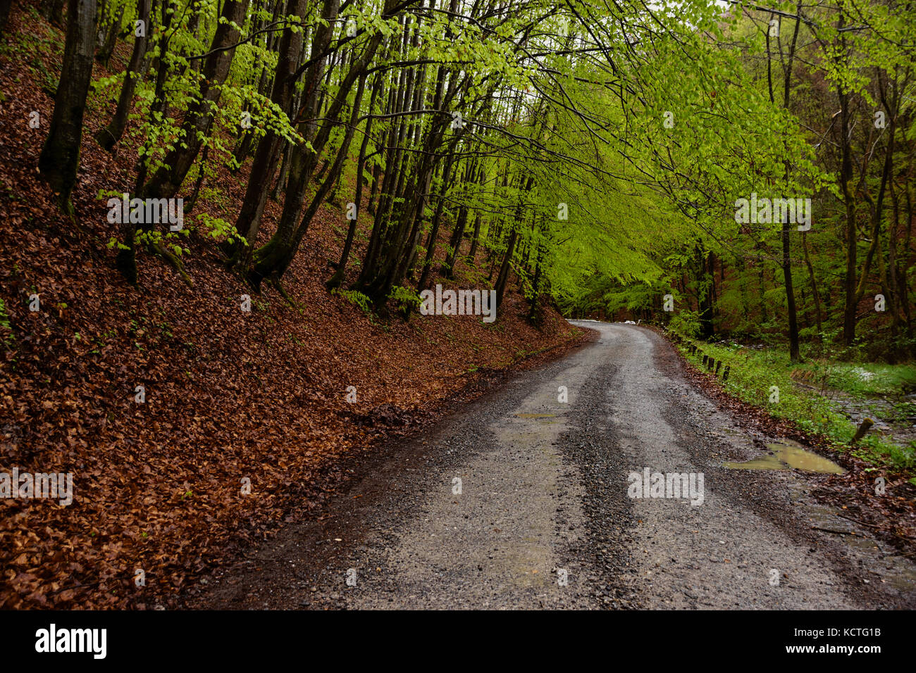 Abnehmende Perspektive der Schmutz der Straße durch Wald an regnerischen Tag im Herbst umgeben Stockfoto