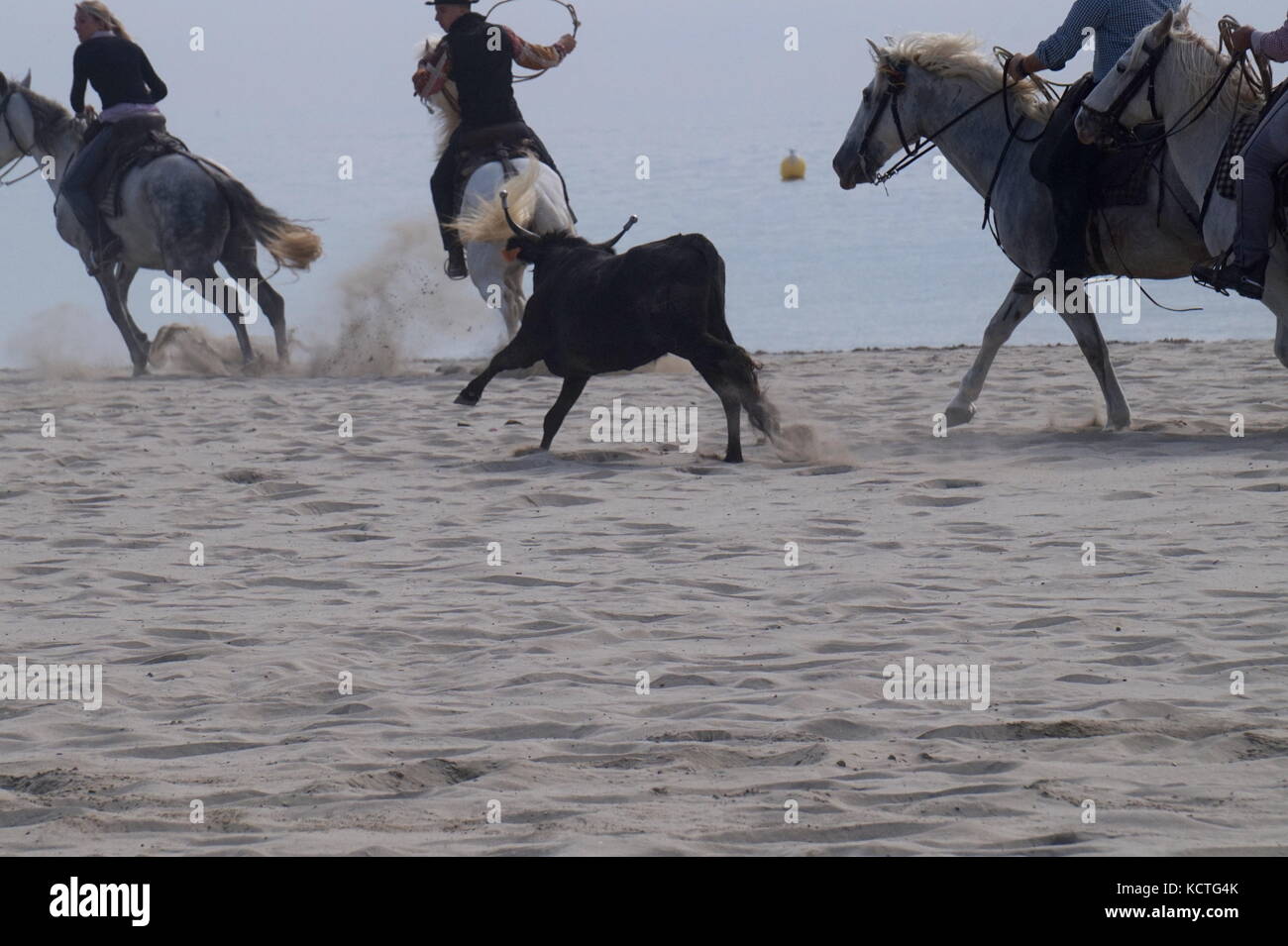 Die Stiere am Strand von Palavas-Les-Flots laufen als Teil der Feria d'automne, Hérault, Frankreich Stockfoto