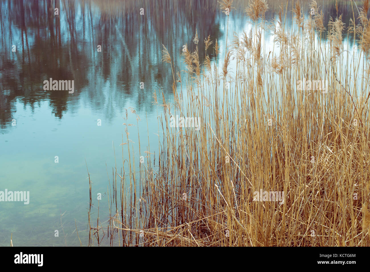 Ruhigen Wald See bis zum Spätherbst mit Fokus auf trockenem Gras Halme Stockfoto
