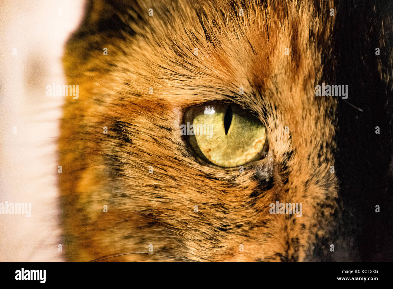 Nahaufnahme von Cats Eye Stockfoto