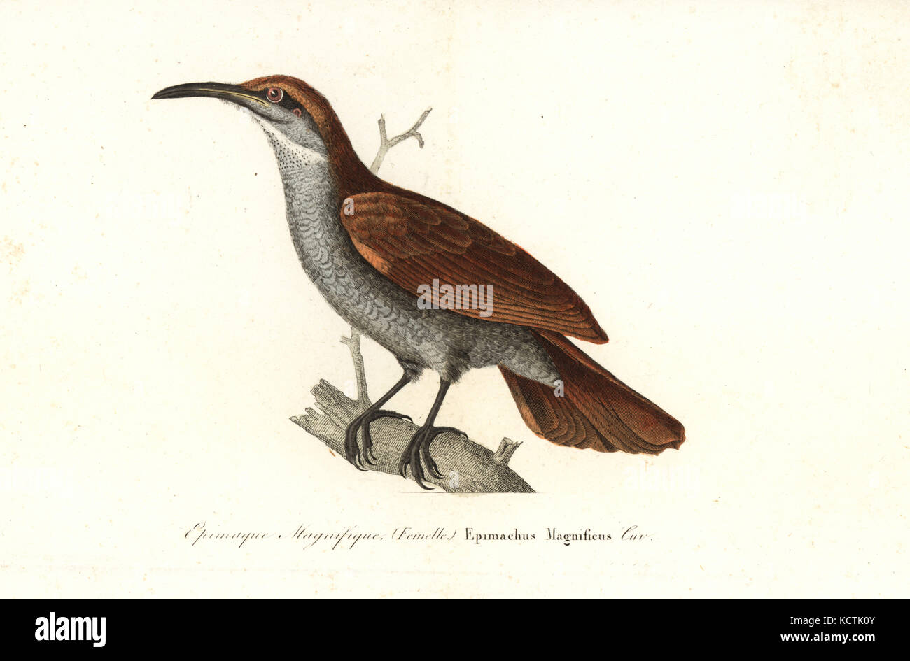 Herrliche riflebird, Lophorina magnifica (weiblich). Papierkörbe Kupferstich von Rene Primevere der Lektion ergänzt de Buffon, Pourrat Freres, Paris, 1838. Stockfoto