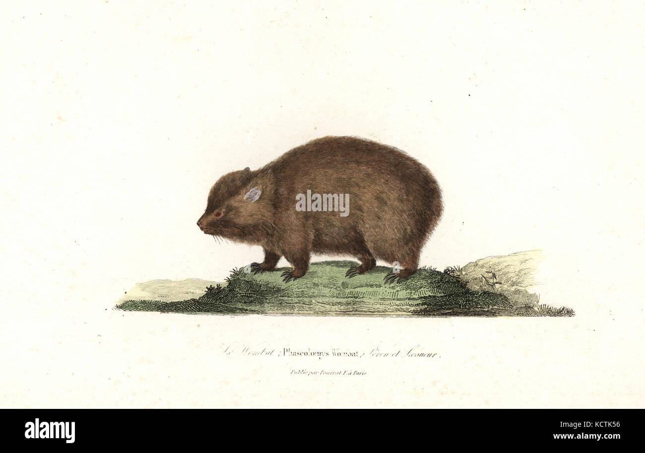 Wombat, Phascolomys Vombatus Ursinus (WOMBAT). Papierkörbe Kupferstich von Rene Primevere der Lektion ergänzt de Buffon, Pourrat Freres, Paris, 1838. Stockfoto