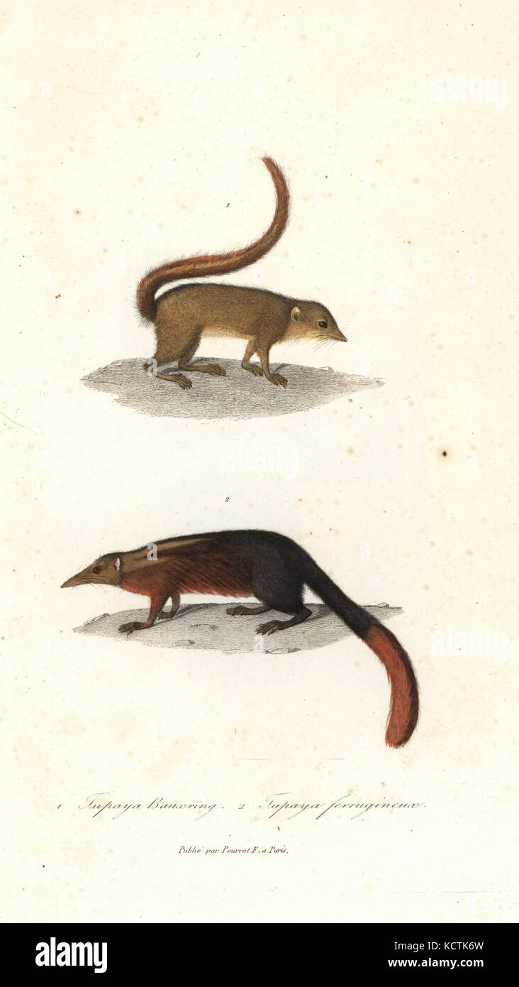 Horsfield des treeshrew, Tupaia javanica und Common treeshrew, Tupaia glis. Papierkörbe Kupferstich von Rene Primevere der Lektion ergänzt de Buffon, Pourrat Freres, Paris, 1838. Stockfoto