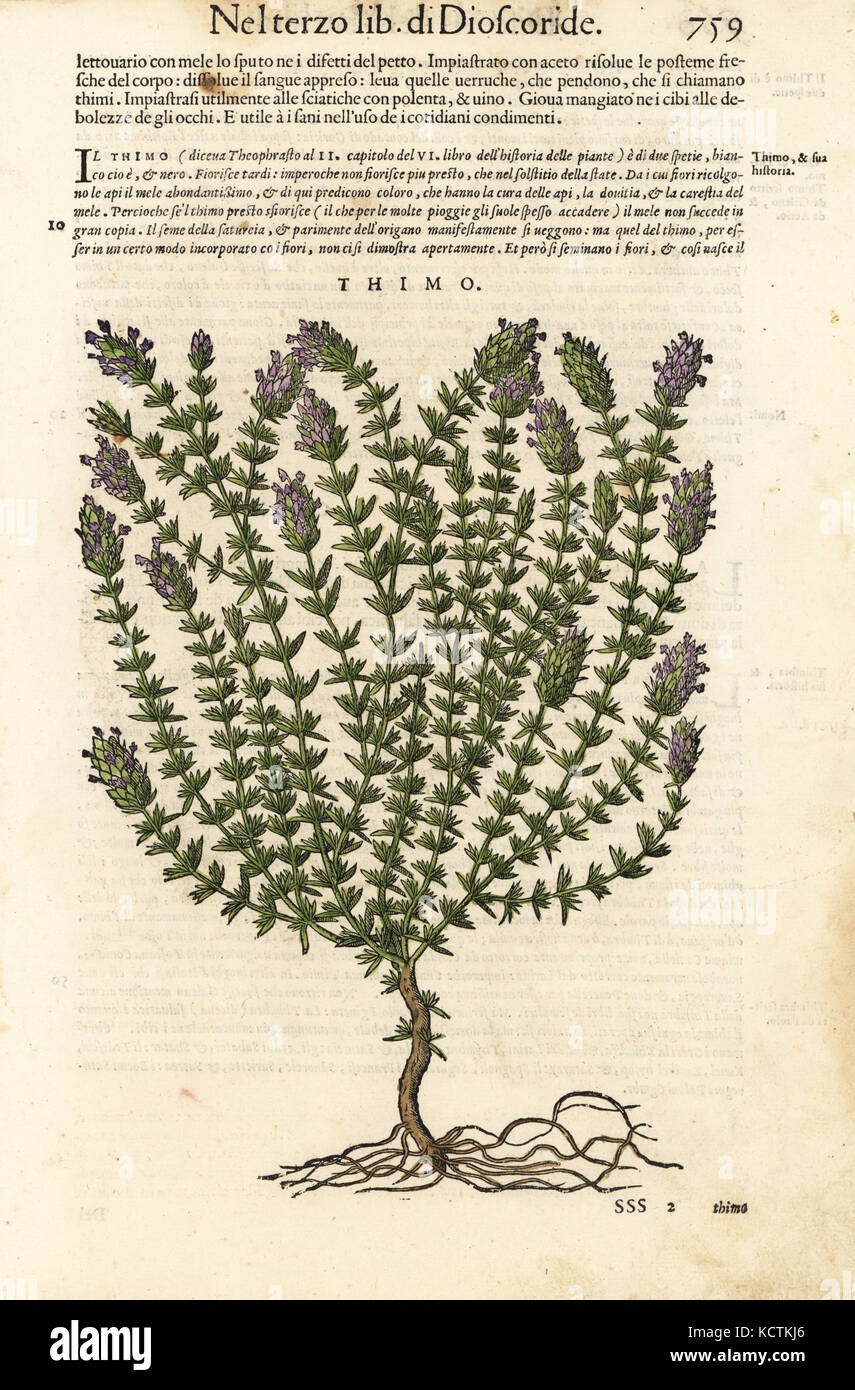 Thymian, Thymus vulgaris. Papierkörbe Holzschnitt von Wolfgang Meyerpick nach einer Illustration von Giorgio Liberale von Pietro Andrea Mattioli die Discorsi di P.A. Matthioli ne Ich sei libri della Materia Medicinale di Dioscoride Pedacio Anazarbeo (Kommentar auf die Materia Medica von Dioscorides), Vincenzo Valgrisi, Venedig, 1568. Stockfoto