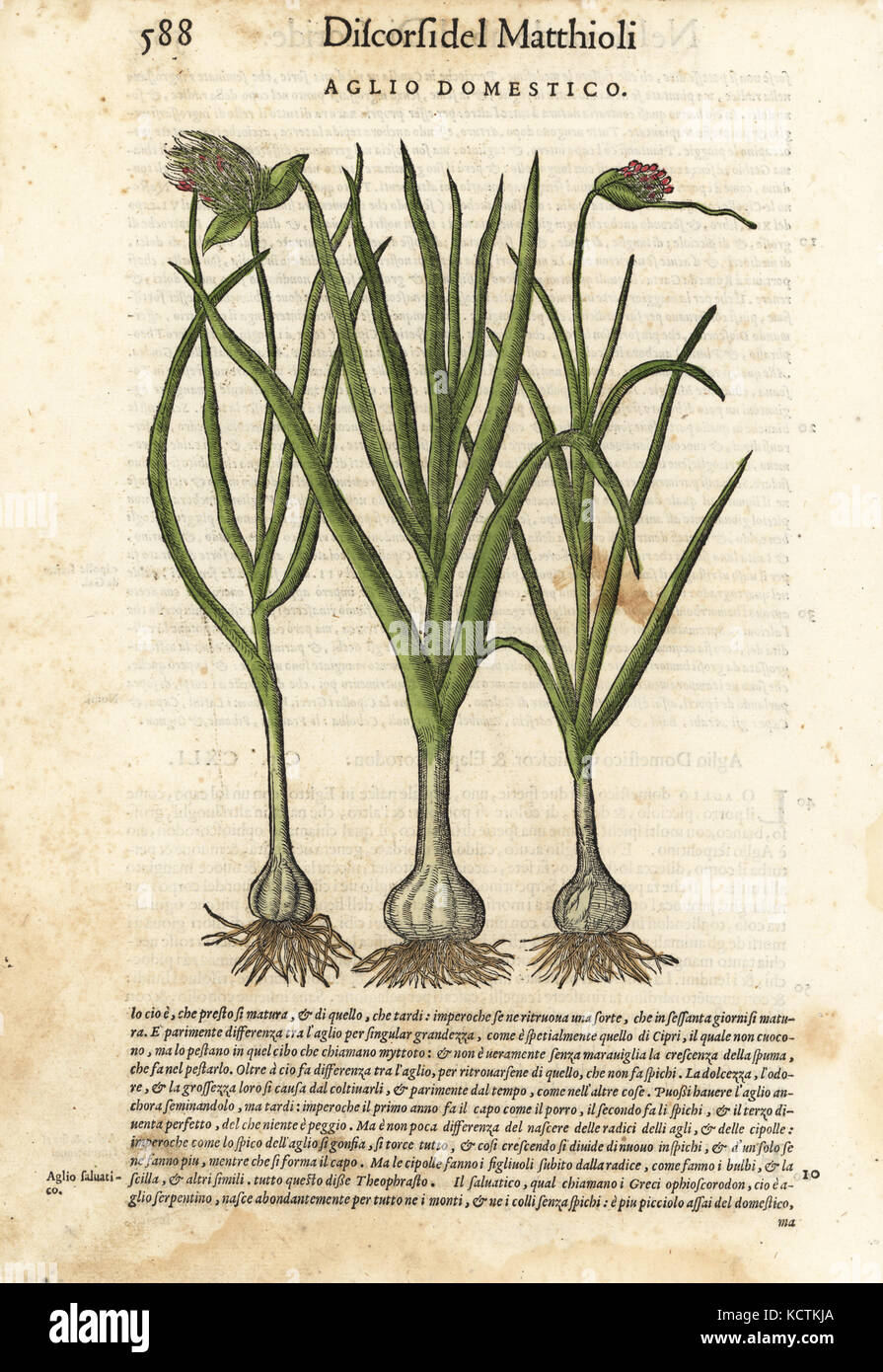 Knoblauch, Allium sativum (Aglio domestico). Papierkörbe Holzschnitt von Wolfgang Meyerpick nach einer Illustration von Giorgio Liberale von Pietro Andrea Mattioli die Discorsi di P.A. Matthioli ne Ich sei libri della Materia Medicinale di Dioscoride Pedacio Anazarbeo (Kommentar auf die Materia Medica von Dioscorides), Vincenzo Valgrisi, Venedig, 1568. Stockfoto