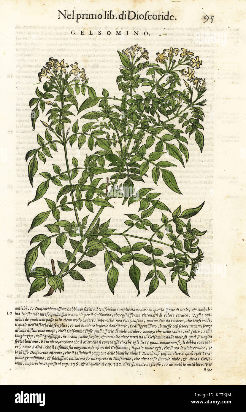 Jasmin Jasminum officinale. Papierkörbe Holzschnitt von Wolfgang Meyerpick nach einer Illustration von Giorgio Liberale von Pietro Andrea Mattioli die Discorsi di P.A. Matthioli ne Ich sei libri della Materia Medicinale di Dioscoride Pedacio Anazarbeo (Kommentar auf die Materia Medica von Dioscorides), Vincenzo Valgrisi, Venedig, 1568. Stockfoto