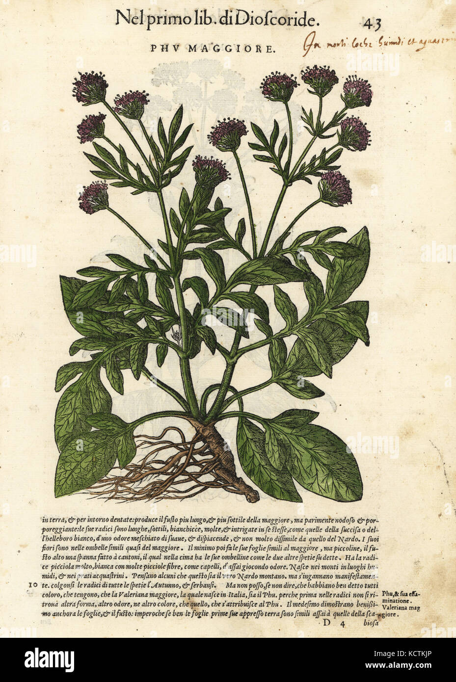 Baldrian, Valeriana officinalis (Phu Maggiore). Papierkörbe Holzschnitt von Wolfgang Meyerpick nach einer Illustration von Giorgio Liberale von Pietro Andrea Mattioli die Discorsi di P.A. Matthioli ne Ich sei libri della Materia Medicinale di Dioscoride Pedacio Anazarbeo (Kommentar auf die Materia Medica von Dioscorides), Vincenzo Valgrisi, Venedig, 1568. Stockfoto