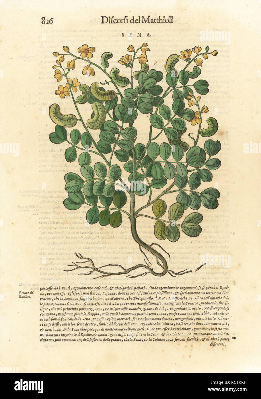 Senna Senna alexandrina. Papierkörbe Holzschnitt von Wolfgang Meyerpick nach einer Illustration von Giorgio Liberale von Pietro Andrea Mattioli die Discorsi di P.A. Matthioli ne Ich sei libri della Materia Medicinale di Dioscoride Pedacio Anazarbeo (Kommentar auf die Materia Medica von Dioscorides), Vincenzo Valgrisi, Venedig, 1568. Stockfoto