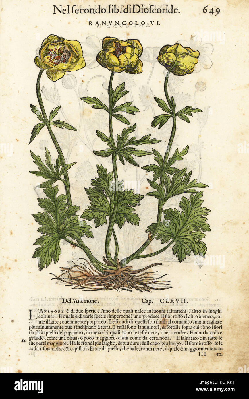 Persische Hahnenfuß, Ranunculus asiaticus (Ranunculo sexto). Papierkörbe Holzschnitt von Wolfgang Meyerpick nach einer Illustration von Giorgio Liberale von Pietro Andrea Mattioli die Discorsi di P.A. Matthioli ne Ich sei libri della Materia Medicinale di Dioscoride Pedacio Anazarbeo (Kommentar auf die Materia Medica von Dioscorides), Vincenzo Valgrisi, Venedig, 1568. Stockfoto