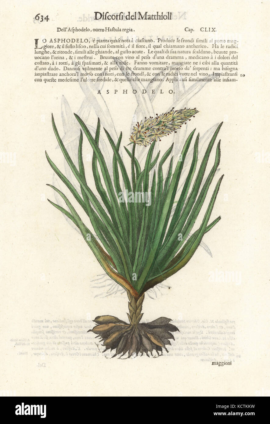 Asphodel, Asphodelus Ramosus. Papierkörbe Holzschnitt von Wolfgang Meyerpick nach einer Illustration von Giorgio Liberale von Pietro Andrea Mattioli die Discorsi di P.A. Matthioli ne Ich sei libri della Materia Medicinale di Dioscoride Pedacio Anazarbeo (Kommentar auf die Materia Medica von Dioscorides), Vincenzo Valgrisi, Venedig, 1568. Stockfoto