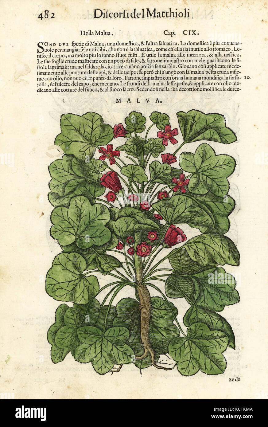 Gemeinsame malve Malva Sylvestris. Papierkörbe Holzschnitt von Wolfgang Meyerpick nach einer Illustration von Giorgio Liberale von Pietro Andrea Mattioli die Discorsi di P.A. Matthioli ne Ich sei libri della Materia Medicinale di Dioscoride Pedacio Anazarbeo (Kommentar auf die Materia Medica von Dioscorides), Vincenzo Valgrisi, Venedig, 1568. Stockfoto