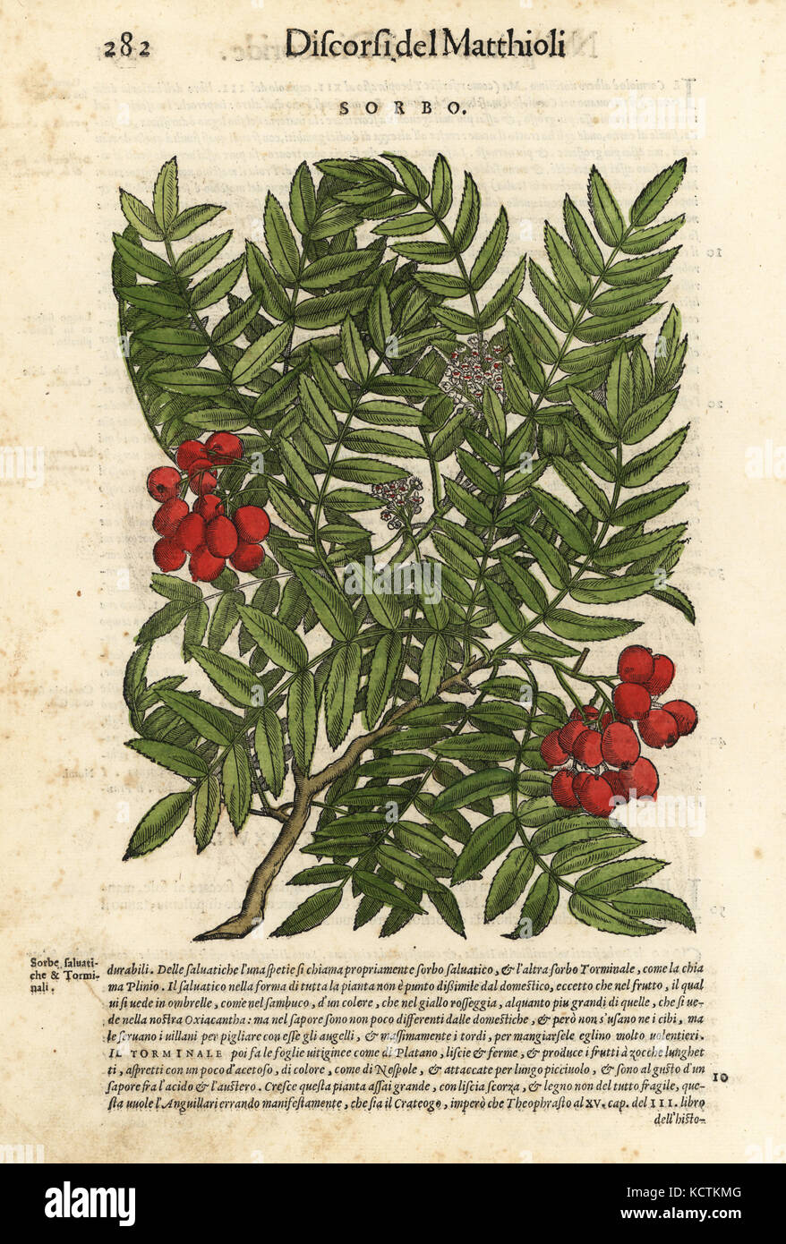 Europäische Rowan Tree, Sorbus aucuparia. Papierkörbe Holzschnitt von Wolfgang Meyerpick nach einer Illustration von Giorgio Liberale von Pietro Andrea Mattioli die Discorsi di P.A. Matthioli ne Ich sei libri della Materia Medicinale di Dioscoride Pedacio Anazarbeo (Kommentar auf die Materia Medica von Dioscorides), Vincenzo Valgrisi, Venedig, 1568. Stockfoto