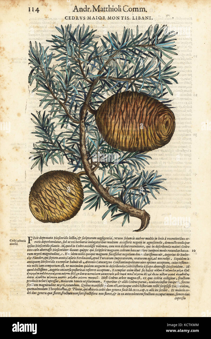 Libanon Zeder, Cedrus libani. Papierkörbe Holzschnitt von Wolfgang Meyerpick nach einer Illustration von Giorgio Liberale von Pietro Andrea Mattioli die Discorsi di P.A. Matthioli ne Ich sei libri della Materia Medicinale di Dioscoride Pedacio Anazarbeo (Kommentar auf die Materia Medica von Dioscorides), Vincenzo Valgrisi, Venedig, 1568. Stockfoto