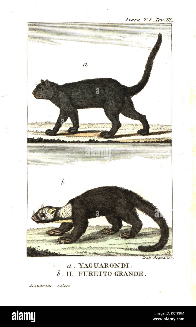 Wieselkatze, Puma yagouaroundi, und graue Tayra, Eira Barbara. Die von Felix de Azara Voyages dans l'Amerique Meridionale. Kupferstich von Dell'Acqua Papierkörbe durch Lazaretti von Giovanni Battista sonzogno's Raccolta de Viaggi Piu Interessanti, Mailand, 1815. Stockfoto