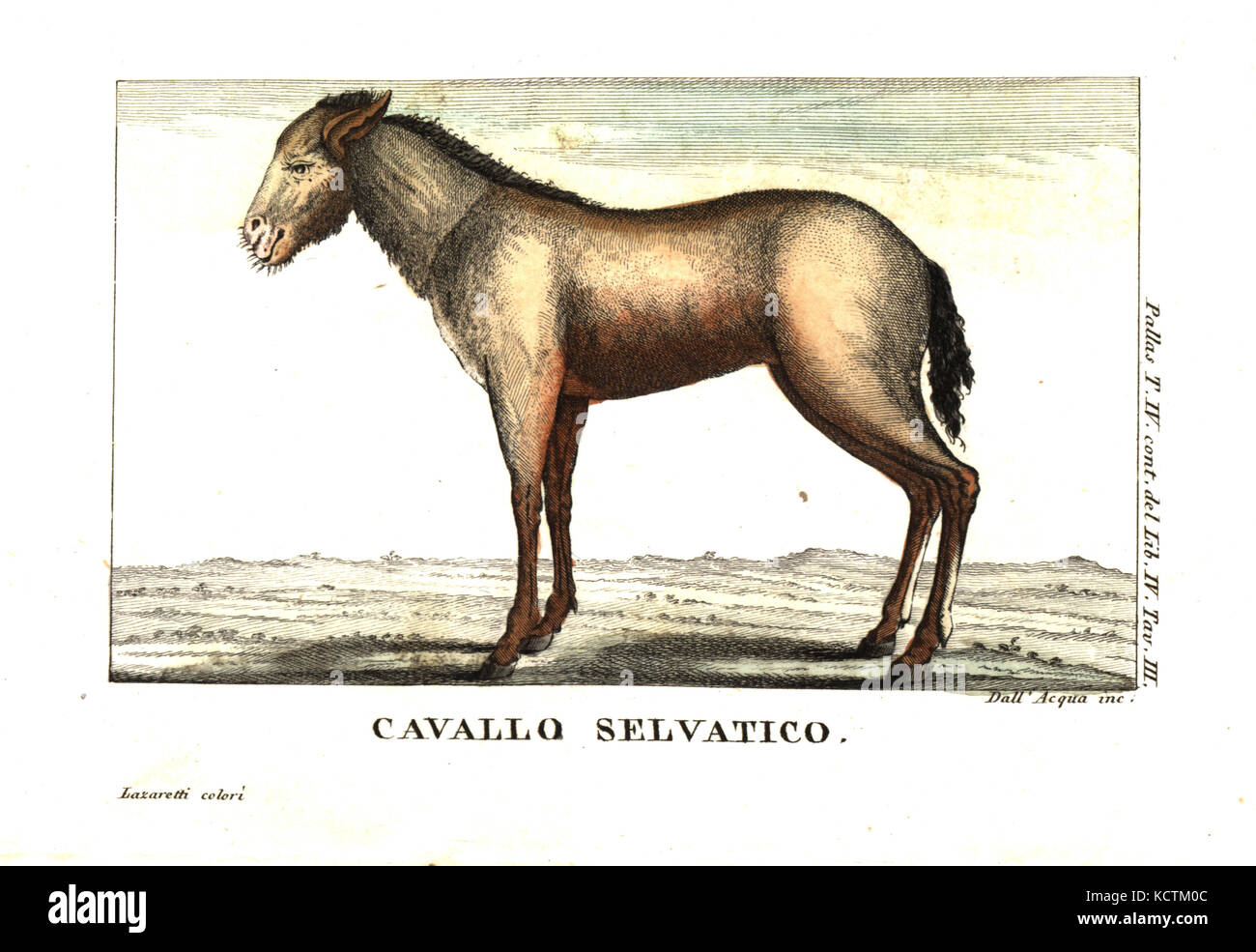 Wild Horse von Sibirien, oder Yakutian Pferd. Equus ferus Caballus. Abbildung kann von Peter Simon Pallas' Reise durch die südlichen Provinzen des russischen Reiches, 1812. Kupferstich von Dell'Acqua Papierkörbe durch Lazaretti von Giovanni Battista sonzogno's Sammlung der interessantesten Reisen (Raccolta de Viaggi Piu Interessanti), Mailand, 1815-1817. Stockfoto