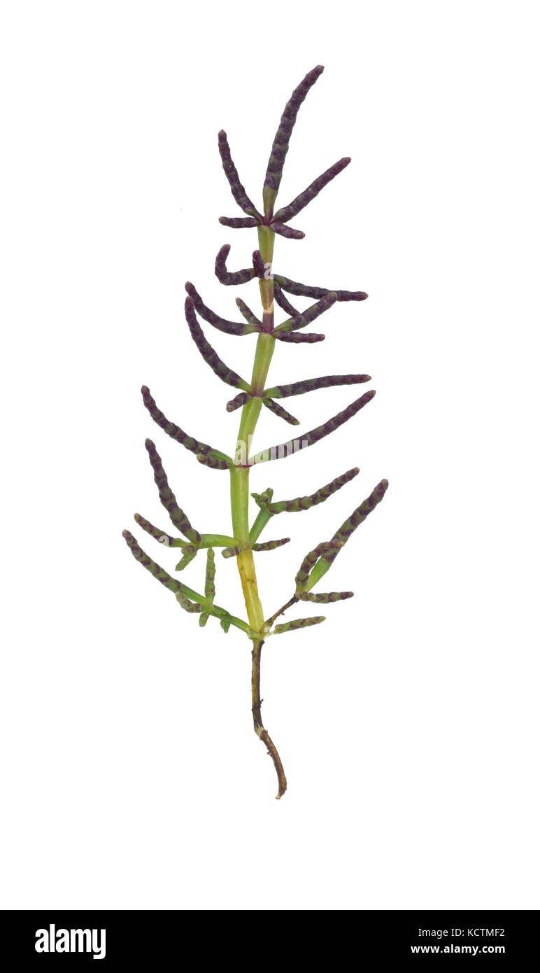 Mehrjährig Queller salicornia Europaea - Stockfoto