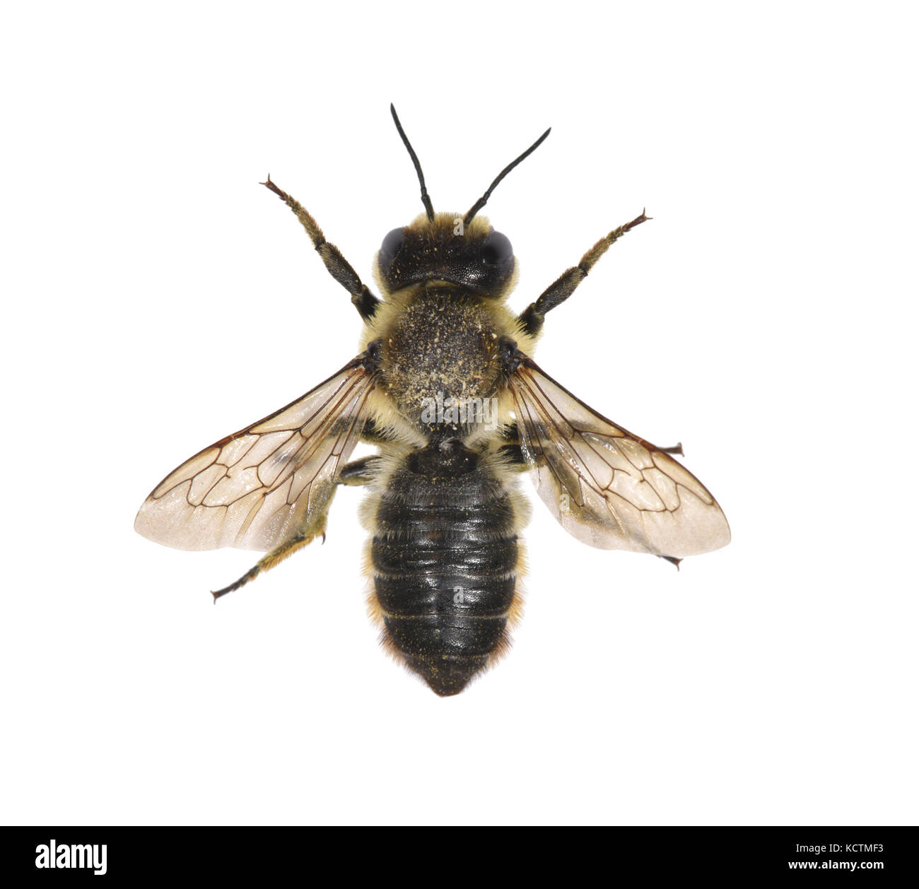 Blatt-Cutter Bee - megachile centucularis Stockfoto
