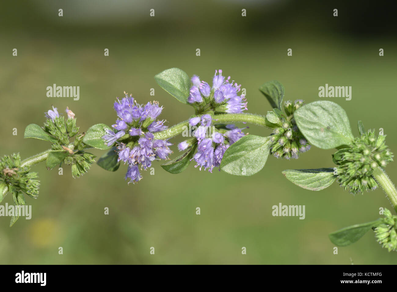 Minze - Mentha pulegium Stockfoto