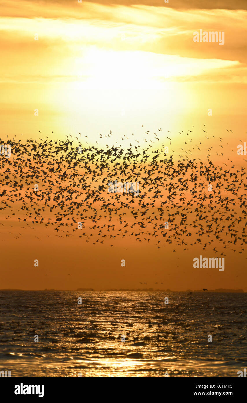 Knoten - Calidris Canutus - Herbst Herde im Flug über Brecon, Norfolk Stockfoto