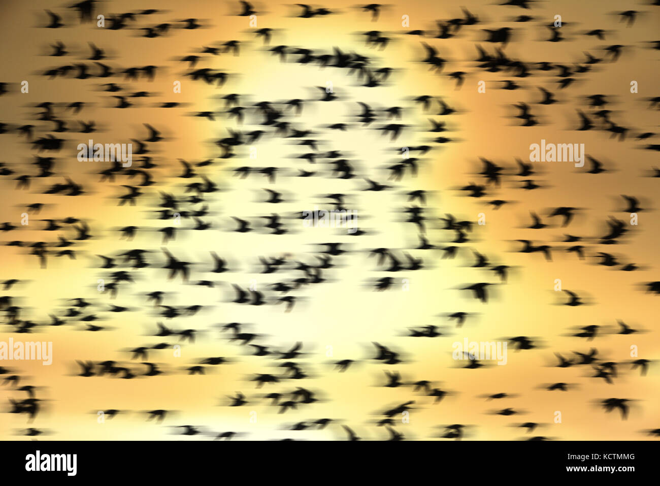 Knoten - Calidris Canutus - Herbst Herde im Flug über Brecon, Norfolk Stockfoto