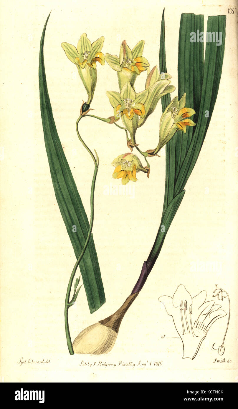 Freesie refracta (Reflex tritonia, Tritonia refracta). Papierkörbe Kupferstich von Smith nach einem botanischen Illustration von Sydenham Edwards vom Botanischen registrieren, Ridgway, London, 1816. Stockfoto