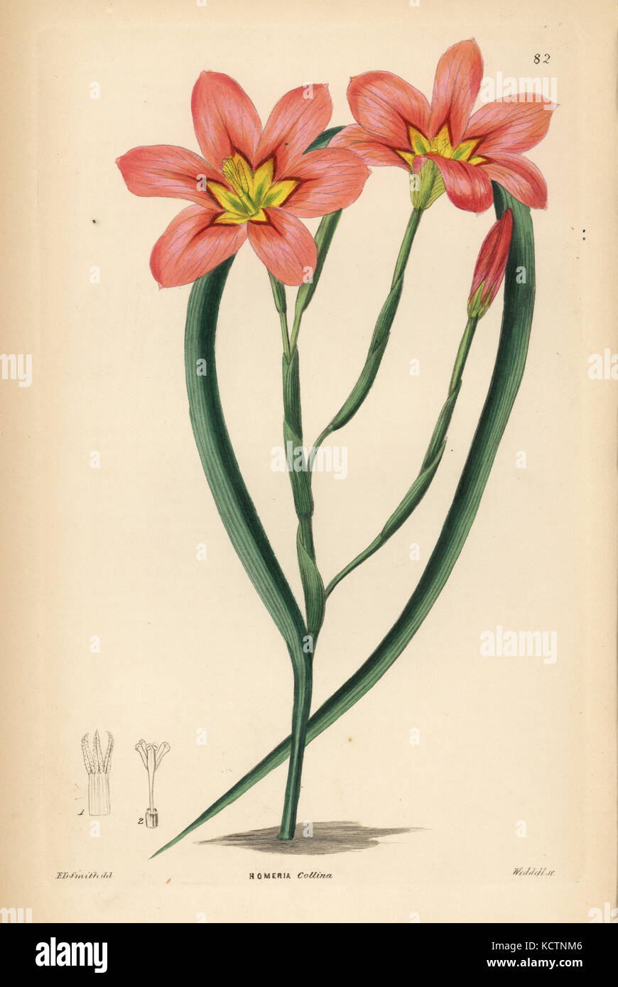 Moraea Collina (Kupfer-farbigen homeria, Homeria Collina). Papierkörbe Kupferstich von Weddell nach Edwin Dalton Smith von John Lindley und Robert's Sweet ornamentalen Blumen Garten und Gebüsch, G. Willis, London, 1854. Stockfoto