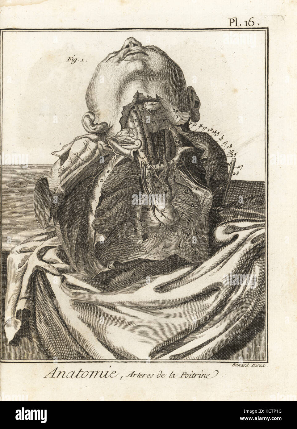 Anatomische Abbildung: die Arterien in der menschlichen Brust und Hals. Kupferstich von Robert Benard von Denis Diderots Enzyklopädie, Pellets, Genf, 1779. Stockfoto