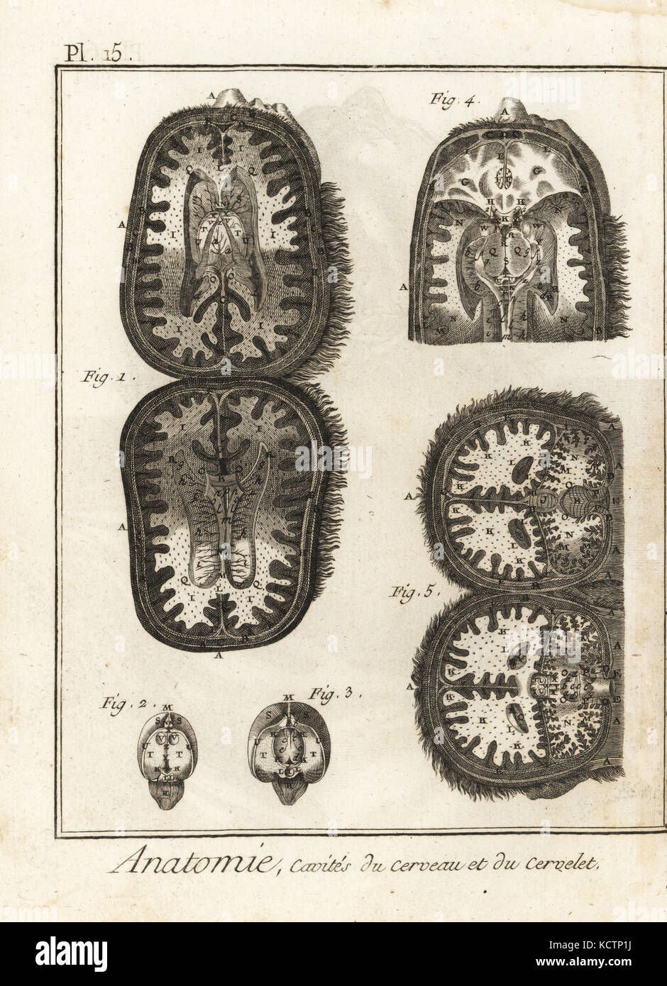 Abschnitte durch den Schädel zeigt Hohlräume des Gehirns und des Kleinhirns. Kupferstich von Robert Benard von Denis Diderots Enzyklopädie, Pellets, Genf, 1779. Stockfoto