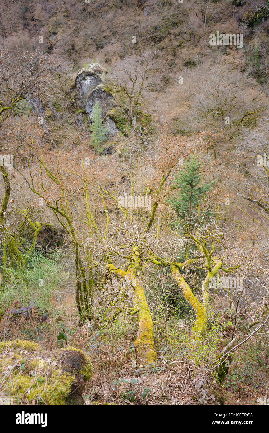 Felsen und Bäume die rauhe Landschaft in der Nähe von manderscheid in der Eifel. Stockfoto