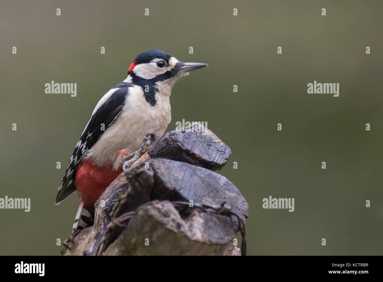 Buntspecht (Dendrocopos major) am Baum, der in England, Großbritannien Stockfoto