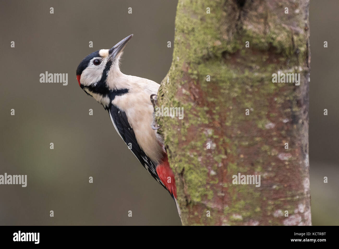 Buntspecht (Dendrocopos major) am Baum, der in England, Großbritannien Stockfoto